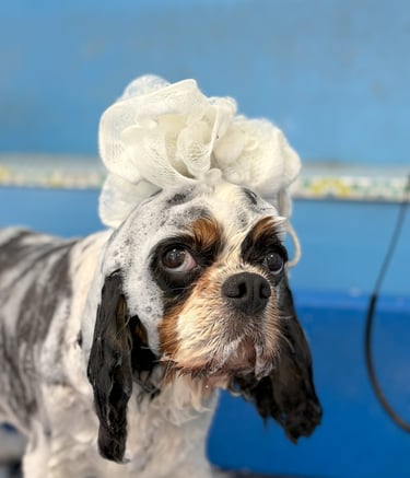 bain d'un Cavalier King Charles Spaniel