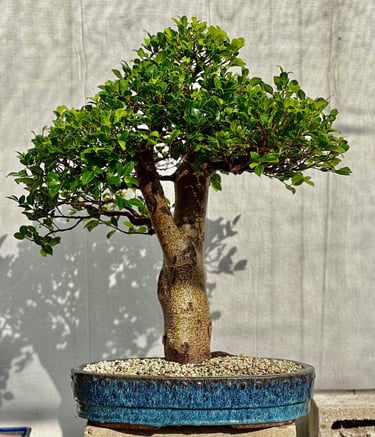 tropical banyan tree bonsai ficus for sale by Colin Purcell