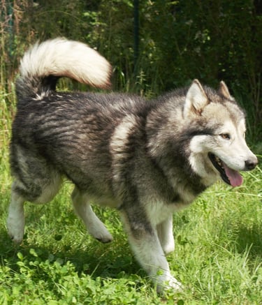 alaskan malamute stallone grigio lupo