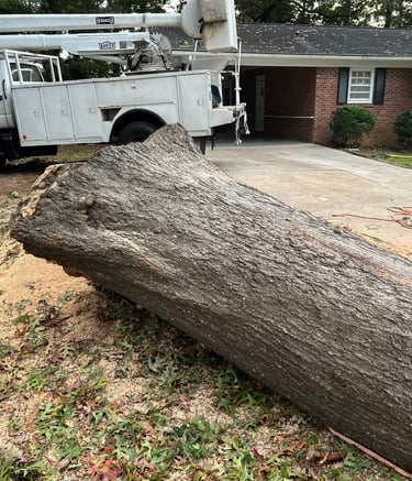 large oak tree log cut down