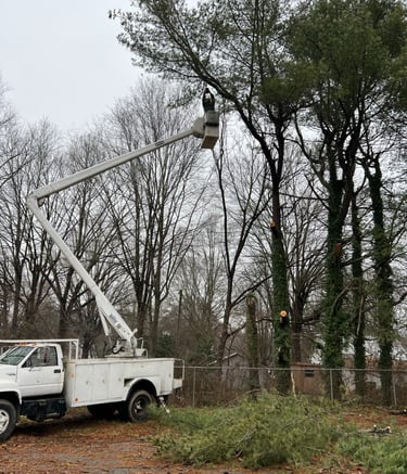 arborist in a bucket truck trimming trees