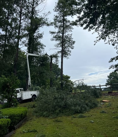 skilled arborist in a bucket truck trimming tall pine trees