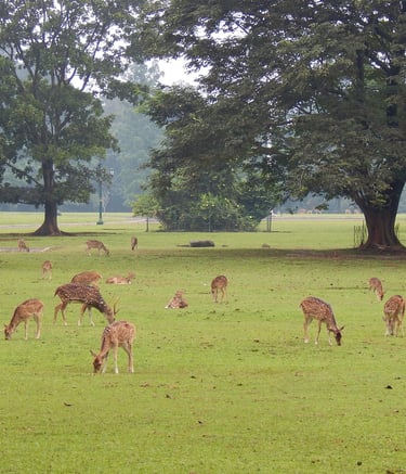 Bogor National Park