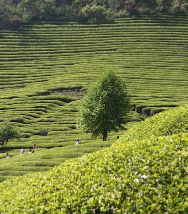 Tamanasari Tea Plantation