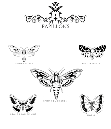 Dessin scientifique de papillons en noir et blanc art digital