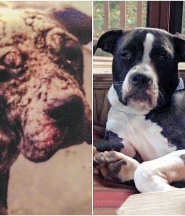 a dog is shown in two different pictures