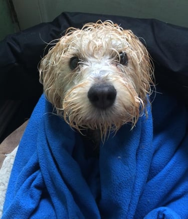 A wet dog in a blanket that is looked after by Happy Tails MK