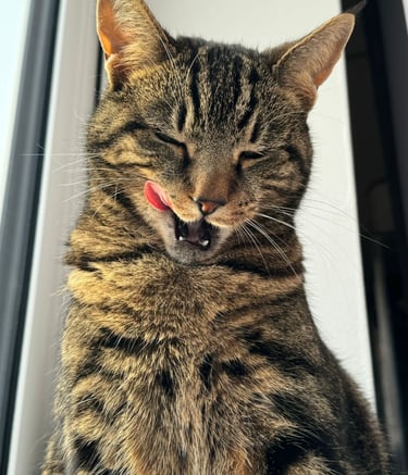 A cat that is looked after by Happy Tails MK