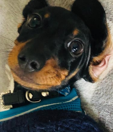 A small black dog that is looked after by Happy Tails MK