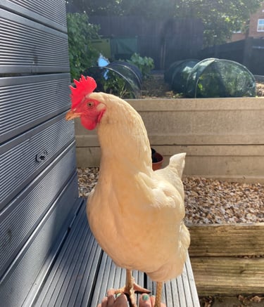 A hen, owned by Happy Tails MK