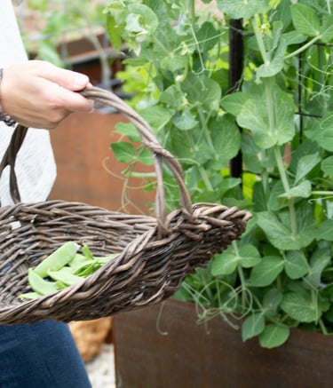 Julie Picchiotti Harvesting Sugar Snap Peas