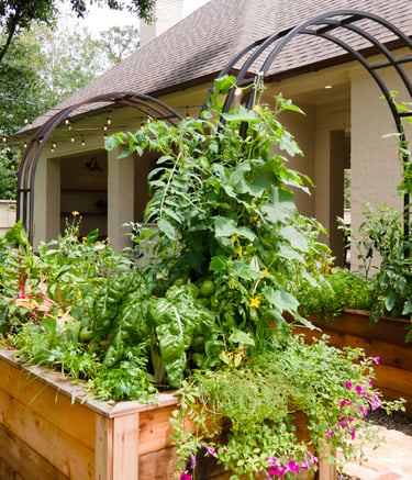 Custom Raised Bed Kitchen Garden Installation with Healthy Herbs & Vegetables