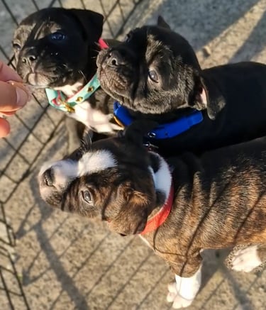 dolcezza staffordshire bull terrier