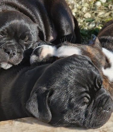 cuccioli staffy che dormono