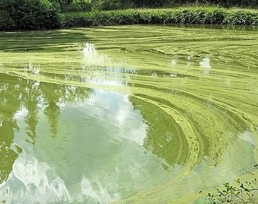 Algae buildup in lakes—controlled with natural plant filtration, UV sterilizers & BioBead filters