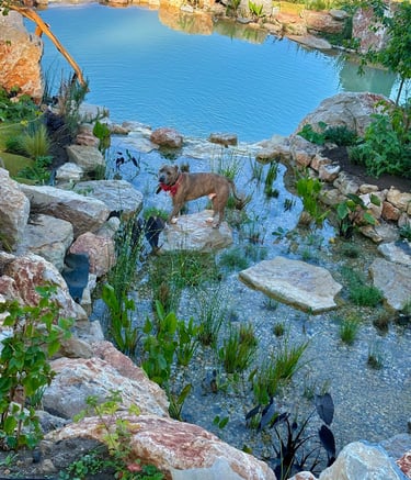 Natural pool wetland, stone crossing & aquatic plants filtration | Charlie the Pitbull | Aqua Vitae