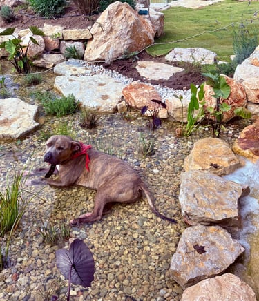 Wetland with pond plants filtering natural pool water—clean water via plant filtration | Aqua Vitae