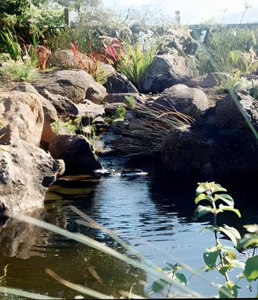 Natural stream & planted waterway for filtration flowing into naturalistic-style biopool | Aptos, Ca