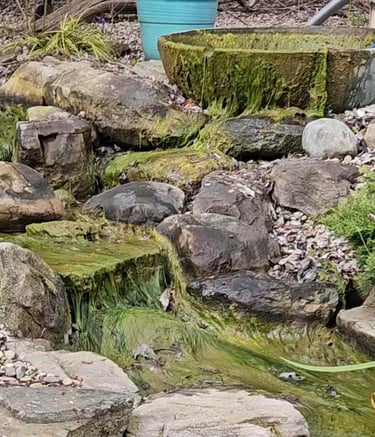 String algae over waterfall—can be reduced with UV sterilizer & plant filtration | Aqua Vitae