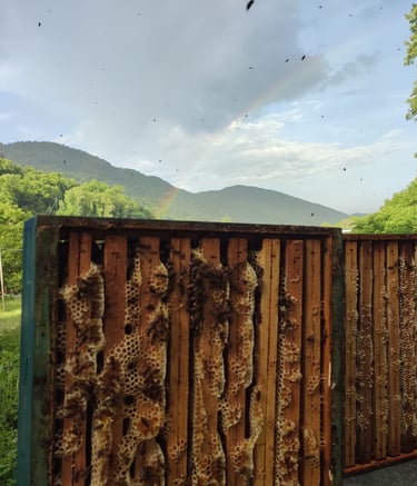 due melari messi in verticale con il favo che spunta tra i telaietti di legno, con arcobaleno dietro