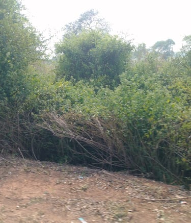 image of bush