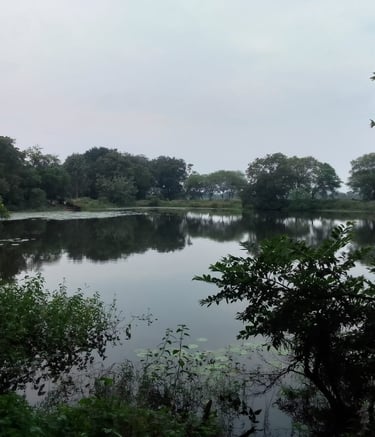 pond