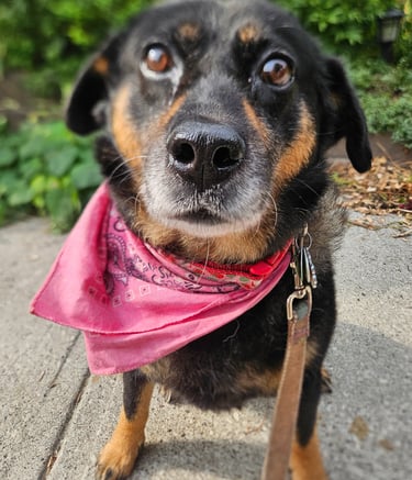 dog walk on leash in riverdale