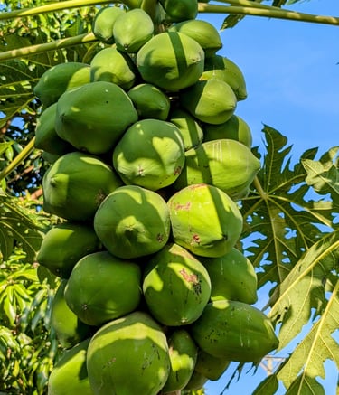 a papaya tree with a bunch of papayas on it at AAK farm