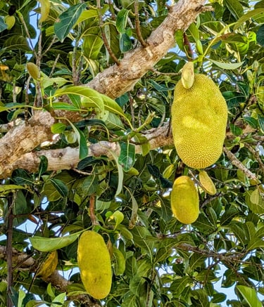 a jackfruit is hanging from a tree on the aak farm