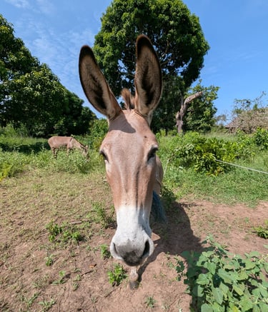 a donkey with a donkey in the middle of a field at aak farm