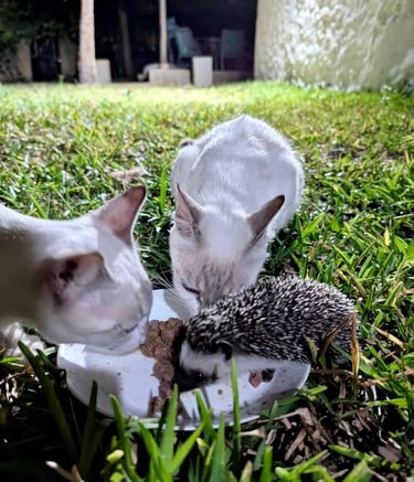two cats and a hedgehog are eating food together at the aak farm