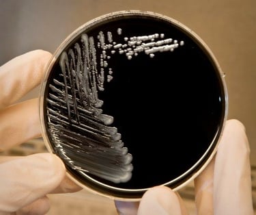 Técnico do Laboratório AMB examinando amostra de água para detecção de Legionella.