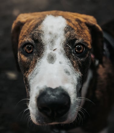 a dog is looking at the camera and the dog is looking at the camera
