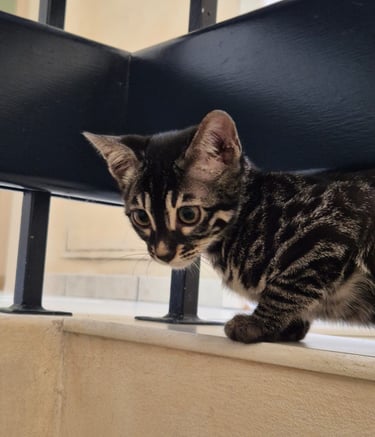Chaton Bengal dans les escaliers, exploration en élevage Cocoro