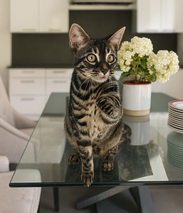 Chat Bengal silver charcoal tabby tendant la patte vers l’objectif – élevage Cocoro