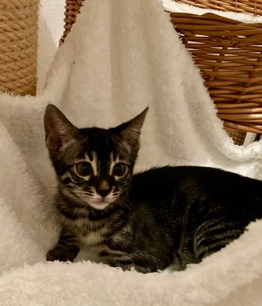 Chaton Bengal silver charcoal tabby – future femelle reproductrice de l’élevage Cocoro