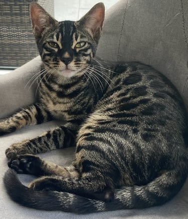 Chat Bengal silver charcoal tabby au pelage contrasté, couchée sur un siège intérieur