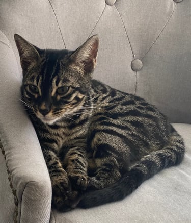 Chat Bengal silver charcoal tabby couchée sur un siège – élevage Cocoro