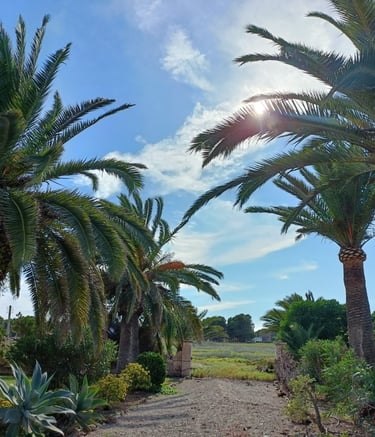 tratamiento procesionaria Mallorca