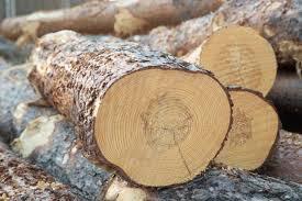 Billes de bois de paulownia