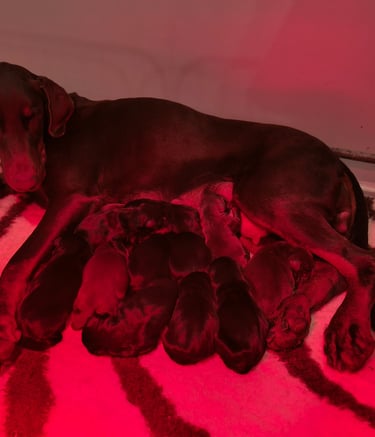 cuccioli dobermann in allattamento Mesola Ferrara emilia romagna