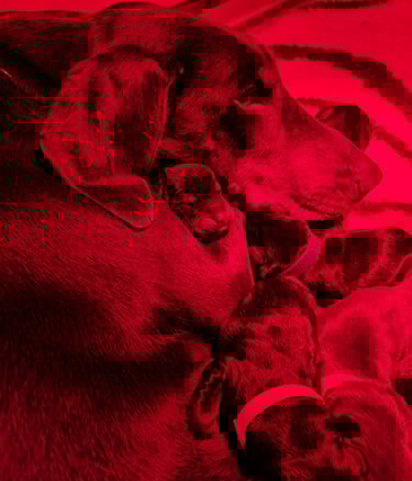 cuccioli dobermann con la mamma Mesola Ferrara emilia romagna