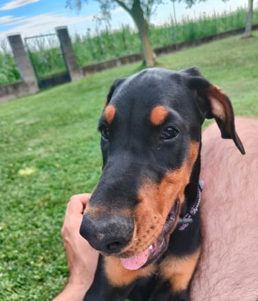 bellissima cucciola dobermann alta genealogia Mesola Ferrara emilia romagna