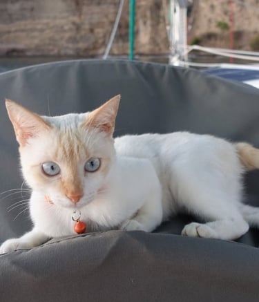 Pookie, la moussaillonne de Panterita et grande amatrice de poisson-lion
