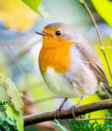Ein Rotkehlchen schaut in die Kamera Foto: Philipp Geisler