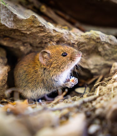 Eine Maus mit einem Korn in der Hand Foto: Philipp Geisler