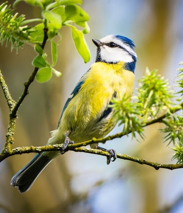 Eine Blaumeise auf einem Weidenzweig Foto: Philipp Geisler