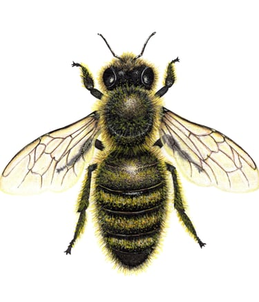 Honey bee illustration