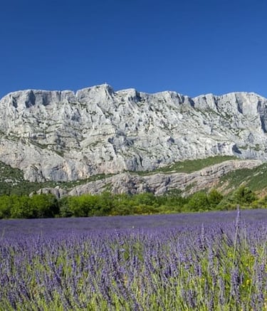 montagne de la sainte victoire avec un champ de lavande