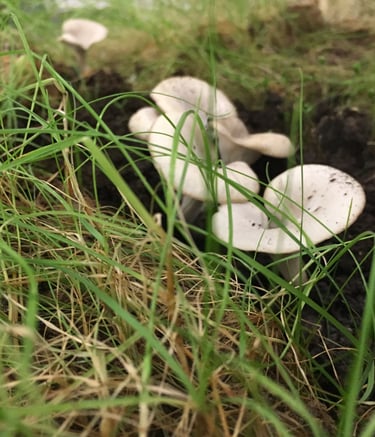 béton biodégradable, béton écologique